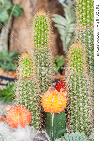 Mammillaria, Cactus Mammillaria, Cactus 28732581