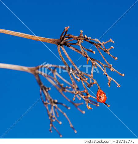 No berries of a guelder-rose 28732773