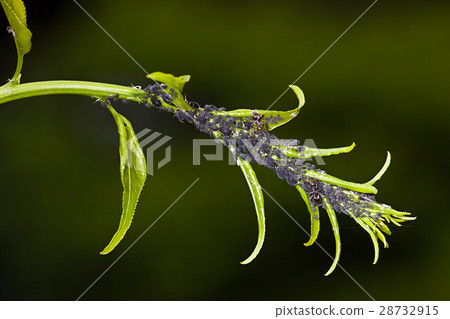 Aphid living and grey bag on a green 28732915
