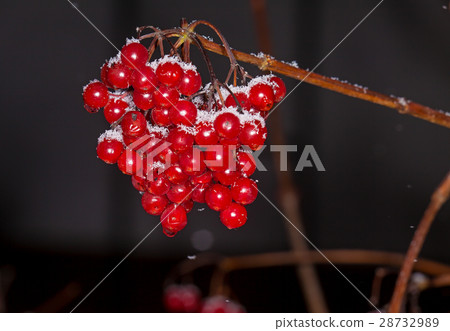 Red berries Kalina under the snow 28732989