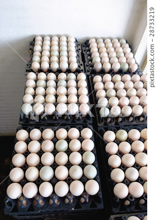 Eggs from duck farm in the package for sale. Eggs from duck farm in the package for sale. 28733219