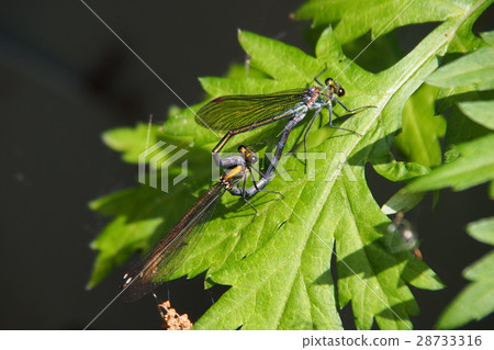 Japanese black turtle (mating) 28733316