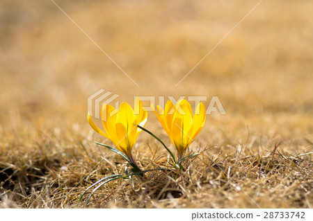 Crocus Crocus 28733742