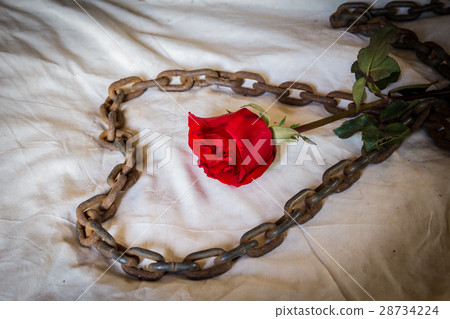 Still Life Metaphorical roses . Still Life Metaphorical roses . 28734224