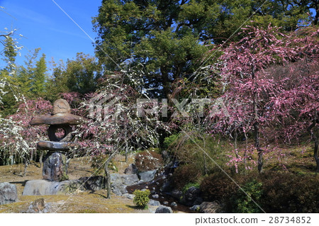 京都城南面梅 京都城南面梅 28734852