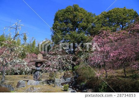 京都城南面梅 28734853