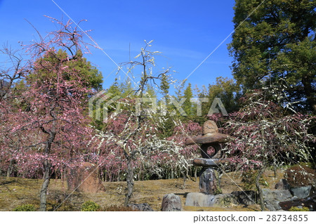 Kyoto Seongnam-myeon plum Kyoto Seongnam-myeon plum 28734855