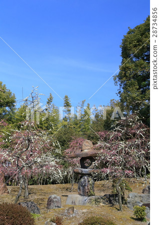 京都城南面梅 京都城南面梅 28734856
