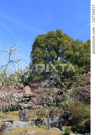 京都城南面梅 京都城南面梅 28734857