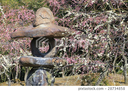 京都城南面梅 京都城南面梅 28734858