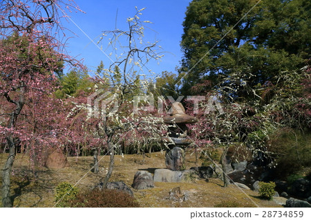 Kyoto Seongnam-myeon plum 28734859