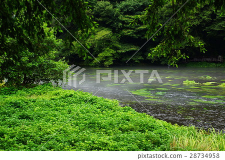 Kakita河春天春天小組八橋·Kakita河（100名著名水選）靜岡縣清水町 28734958
