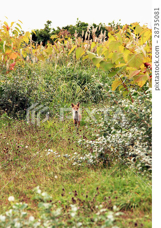 Wild green chestnut in autumngrass 28735081