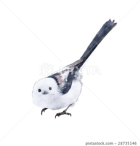 Shimanega長尾山雀山雀 28735146