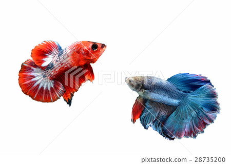 Siamese fighting fish Siamese fighting fish 28735200