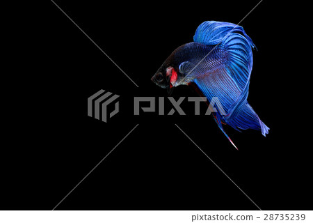 Siamese fighting fish Siamese fighting fish 28735239