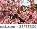 Cherry blossoms and roaring 28735330