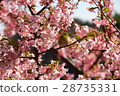 Cherry blossoms and roaring 28735331