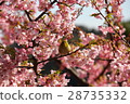 Cherry blossoms and roaring 28735332