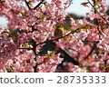 Cherry blossoms and roaring 28735333