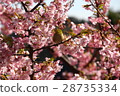 Cherry blossoms and roaring 28735334