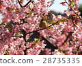 Cherry blossoms and roaring 28735335