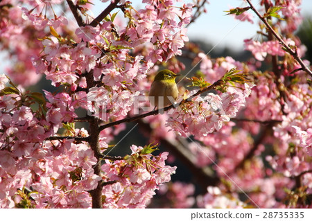 Cherry blossoms and roaring 28735335