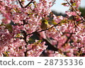 Cherry blossoms and roaring 28735336
