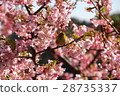 Cherry blossoms and roaring 28735337