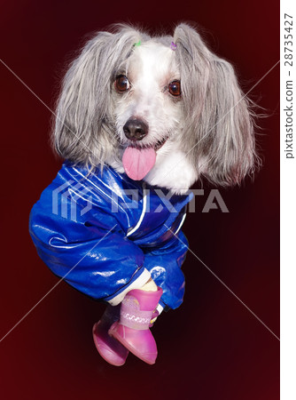 Chinese crested dog 28735427