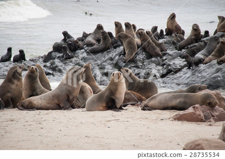 一群野生海豹（Cape Cross，納米比亞） 28735534