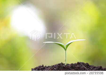 Growing plants 28735596