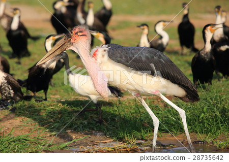 African Bald Stork 28735642