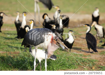 African Bald Stork African Bald Stork 28735651