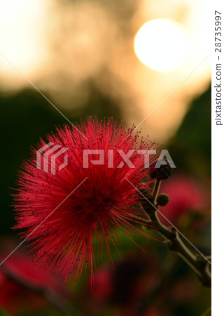 Zhu Xihua Red Pom Pom Zhu Xihua Red Pom Pom 28735997