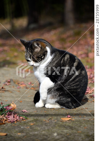 Cat and fallen leaves 28735999