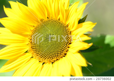 Sunflower, sun flower, sun flower, sun flower 28736002