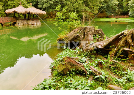 Sister Tan Alishan Sister Tan Alishan 28736003