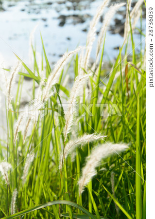 Imperata cylindrica Beauv flower Imperata cylindrica Beauv flower 28736039