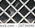 Sea cucumber wall 28736046