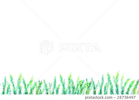 Watercolor illustration Rosemary frame 28736497
