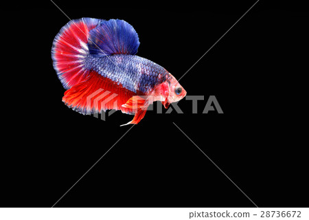 Fighting fish Photography Fighting fish Photography 28736672