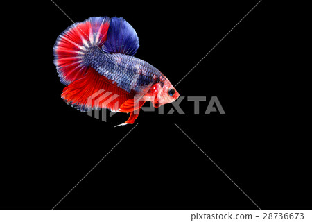 Fighting fish Photography Fighting fish Photography 28736673