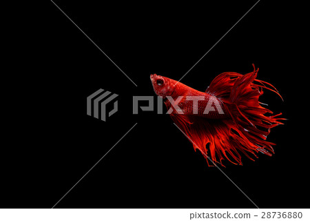 Siamese fighting fish 28736880