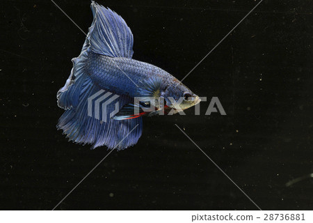 Siamese fighting fish 28736881