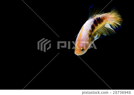 Fighting fish Photography 28736948