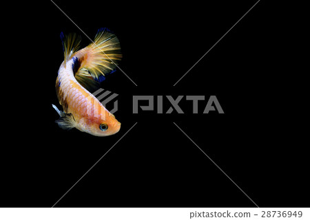 Fighting fish Photography Fighting fish Photography 28736949