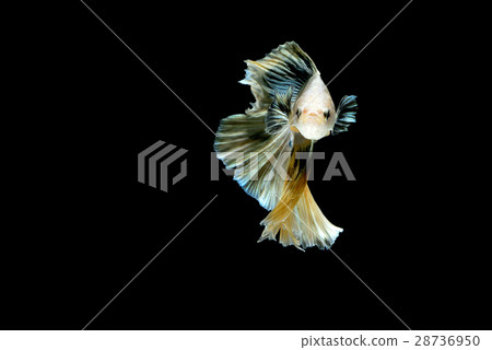 Fighting fish Photography 28736950