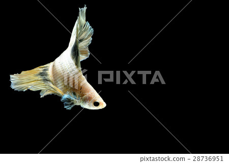 Fighting fish Photography Fighting fish Photography 28736951