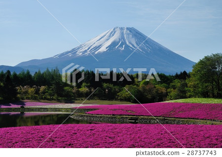 Mount Fuji and mushrooms Mount Fuji and mushrooms 28737743